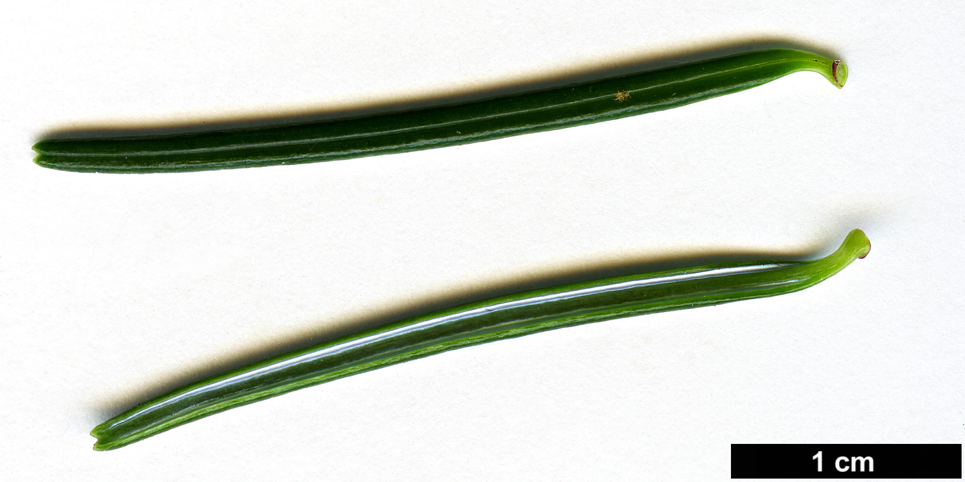 High resolution image: Family: Pinaceae - Genus: Abies - Taxon: delavayi - SpeciesSub: subsp. fansipanensis